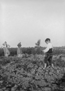 La récolte des pommes de terre, 1899